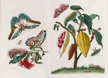 A Metamorphosis insectorum Surinamensium című könyvből, 1705