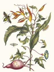 Ipomoea batatas és Heliconia psittacum. A Metamorphosis insectorum... könyvből, 1705.