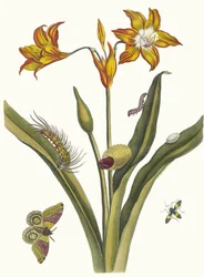 Lis Rouge. A Metamorphosis insectorum Surinamensium könyvből, 1705.