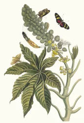 Palma Christi. A Metamorphosis insectorum Surinamensium könyvből, 1705.
