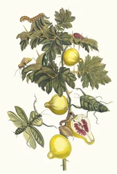 Pomme de Sodome. A Metamorphosis insectorum Surinamensium könyvből, 1705.