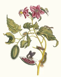 Rocu. A Metamorphosis insectorum Surinamensium könyvből, 1705.