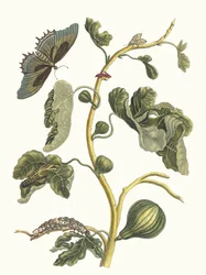 Fehér Guava. A Metamorphosis insectorum Surinamensium könyvből, 1705.