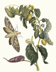 Zursak. A Metamorphosis insectorum Surinamensium könyvből, 1705.