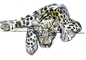Arab leopárd, 2008