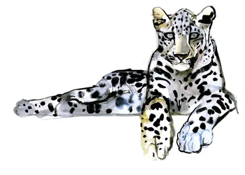 Arab leopárd, 2008