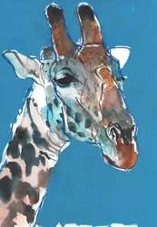 Masai zsiráf bika, 2018