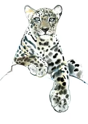 Direkt (arab leopárd), 2015, (akvarell és gouache papíron)