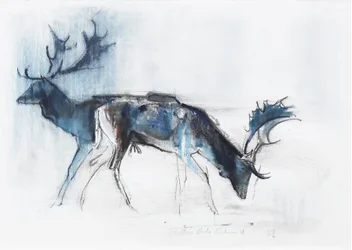 Fallow Bucks, Richmond, 2006 (charcoal and conte papíron)