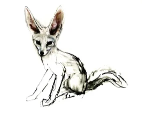Foxy (Sand Fox), 2009 (conte und charcoal on paper)