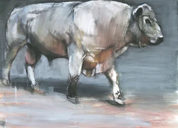 Fresno, Galloway Bull (vegyes média papíron)