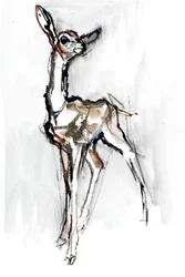 Gerenuk fawn, Sarara, 2018