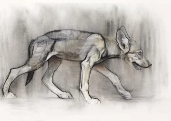 Lean Pup (arab farkas), 2009 (conte und charcoal on paper)