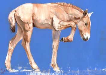 Przewalski Foal, 2012, (vegyes média papíron)