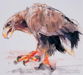 Raptor, 2001 (faszén és konte papíron)