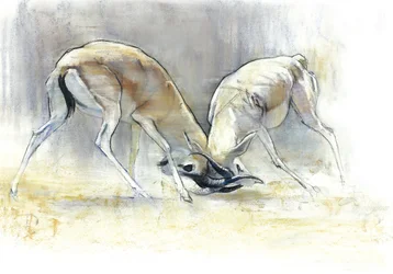 Homokgazellák, 2009 (conte és faszén papíron)