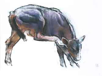 Scratching Calf, 2006 (faszén és konte papíron)