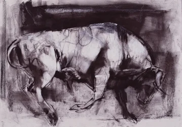 The White Bull (tanulmány), 1998 (szén papíron)
