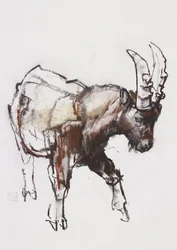 Fiatal kecske, Gran Paradiso, 2005 (faszén és konte papíron)