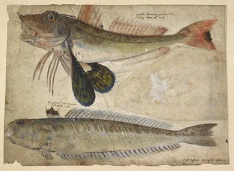 Hozzáadás. 5267, f.144 Rajzok két halról, „Catesby, G.Edwards, G.Jago és társai rajzalbumából, Hans Sloane megbízásából” (akvarell és gouache papíron)