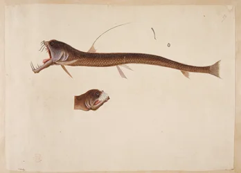 Chauliodus sloanei. Angolnára emlékeztető lény.