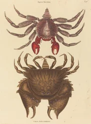 Red Mottled Rock-crab Cancer grapsus, megjelent 1731-1743.