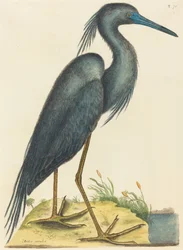 A kék gém (Ardea coerulea)