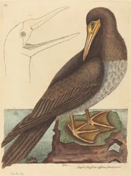 A szula Pelecanus Sula, kiadva 1731-1743.