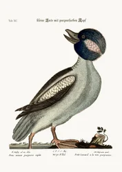 A bivalyfejű kacsa, 1749-73