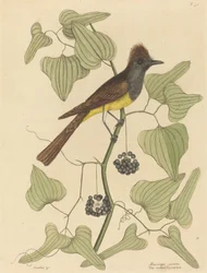 A tarajos légykapó (Muscicapa cristata)