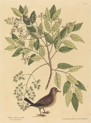 A földigalamb Columba passerina, megjelent 1731-1743 között.