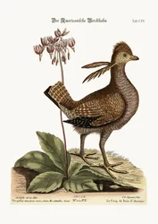 A fajdkakas, 1749-73