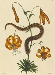 A disznóorrú kígyó (Boa contortrix)