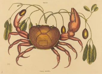 A Land-crab Cancer ruricola, 1731-1743.