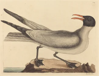 A nevető sirály (Larus articilla)