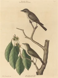 A kis barna légykapó, 1731-1743 között.