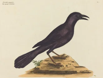 A lila Jack Daw (Gracula Quiscula)