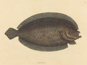 A Sole Pleuronectes lunatus, megjelent 1731-1743.