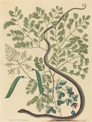 The Spotted Ribbon Snake Coluber nebulosus, megjelent 1731-1743.
