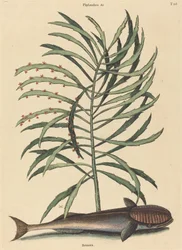 A szívó hal (Echeneis Naucratis)