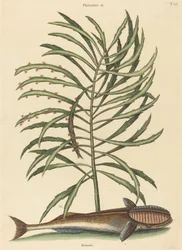 A Sucking Fish Echeneis naucratis, 1731-1743 között.