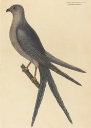 Fecskefarkú héja, Falco furcatus, megjelent 1754-ben.