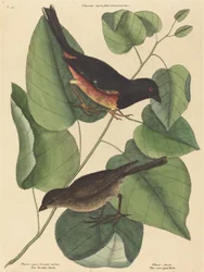 A Towhe Bird Fringilla erythrophthalma 1754-ben jelent meg.