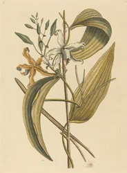A Vanelloe Epidendrum Vanilla, 1731-1743.
