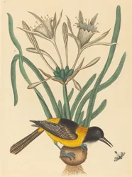 A sárga-fekete gulyajáró Oriolus icterus, kiadva 1731-1743.