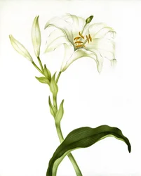 Liliom, 1790 körül
