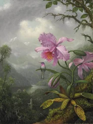Kolibri ült az orchidea növényen