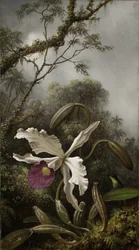 Kolibri fehér orchideával, 1875-1885