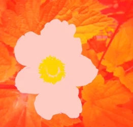 Blume (tisztelet Andy Warhol előtt)