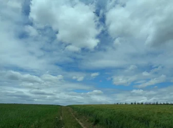 Mezők nyáron